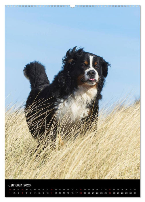 Berner Sennenhund 2026 (CALVENDO Wandkalender 2026)