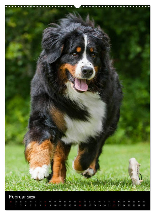 Berner Sennenhund 2026 (CALVENDO Wandkalender 2026)