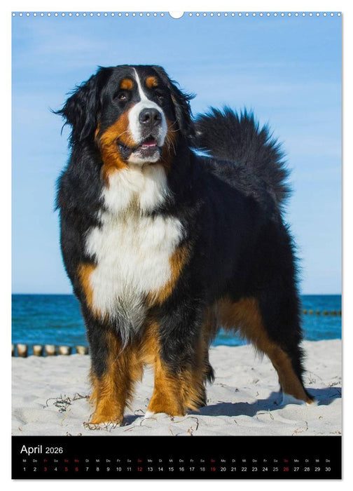 Berner Sennenhund 2026 (CALVENDO Wandkalender 2026)