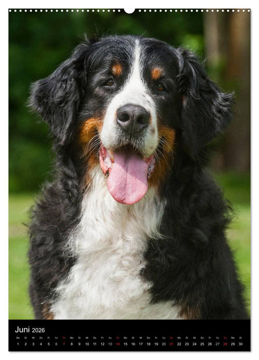 Berner Sennenhund 2026 (CALVENDO Wandkalender 2026)
