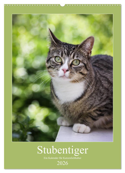 Stubentiger (CALVENDO Wandkalender 2026)
