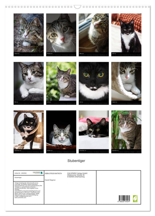 Stubentiger (CALVENDO Wandkalender 2026)