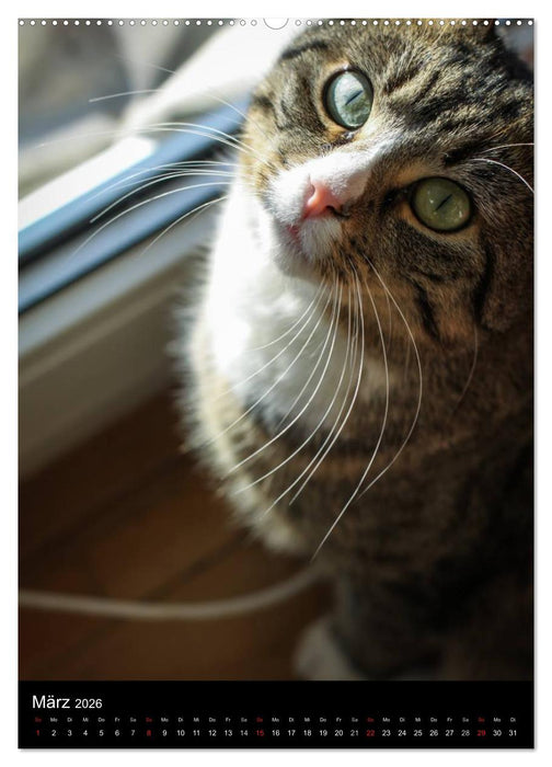 Stubentiger (CALVENDO Wandkalender 2026)