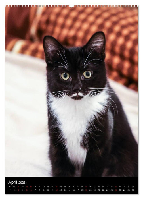 Stubentiger (CALVENDO Wandkalender 2026)