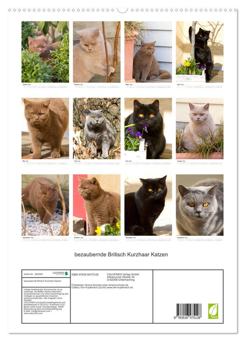 bezaubernde Britisch Kurzhaar Katzen (CALVENDO Premium Wandkalender 2026)