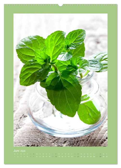 Kräuter, Gewürze und Öl (CALVENDO Premium Wandkalender 2026)