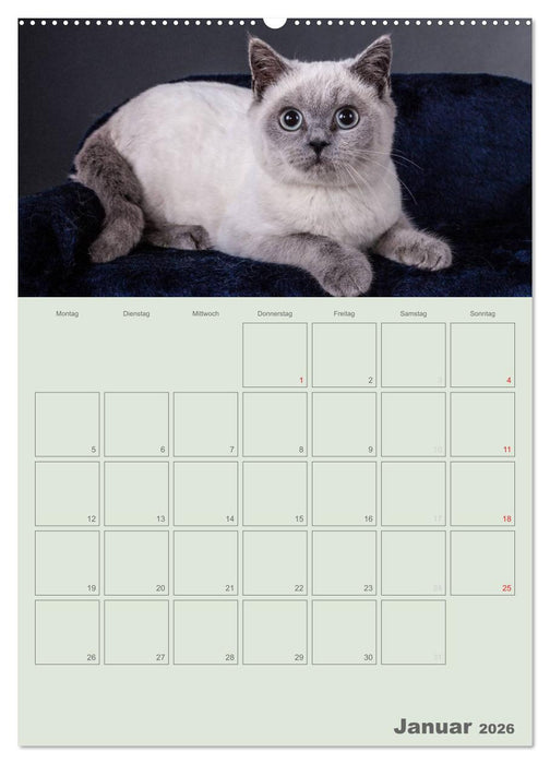 Britisch Kurzhaar Katzen - Planer (CALVENDO Premium Wandkalender 2026)