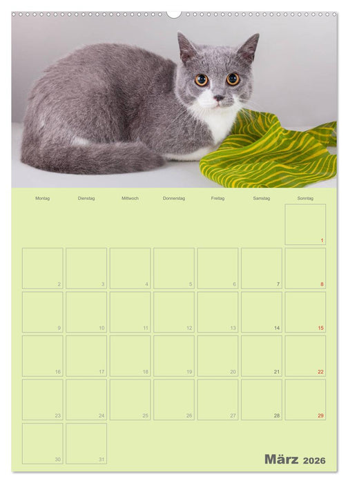 Britisch Kurzhaar Katzen - Planer (CALVENDO Premium Wandkalender 2026)