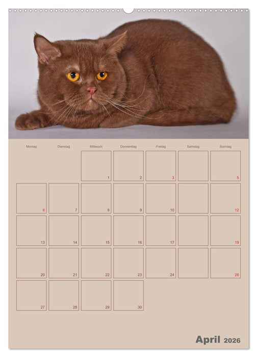 Britisch Kurzhaar Katzen - Planer (CALVENDO Premium Wandkalender 2026)