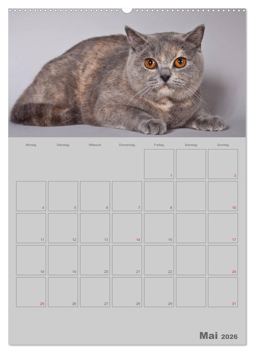 Britisch Kurzhaar Katzen - Planer (CALVENDO Premium Wandkalender 2026)