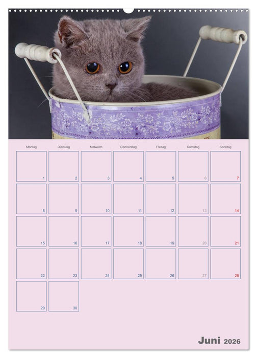 Britisch Kurzhaar Katzen - Planer (CALVENDO Premium Wandkalender 2026)