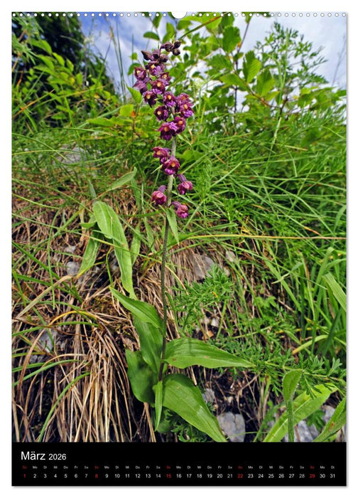 Orchideen in Südeuropa (CALVENDO Premium Wandkalender 2026)