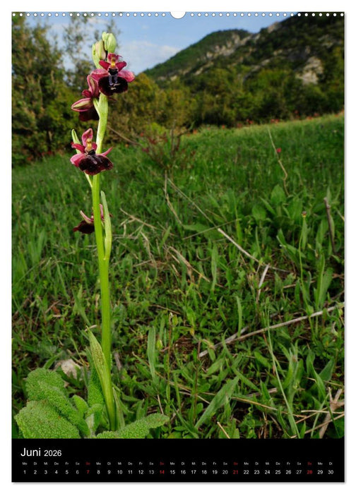 Orchideen in Südeuropa (CALVENDO Premium Wandkalender 2026)