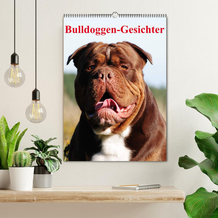 Bulldoggen-Gesichter (CALVENDO Wandkalender 2026)