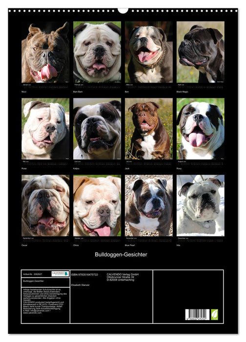 Bulldoggen-Gesichter (CALVENDO Wandkalender 2026)