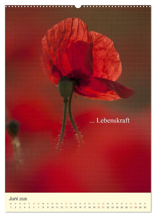 flowers (CALVENDO Premium Wandkalender 2026)