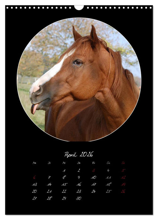 Crazy horses (CALVENDO Wandkalender 2026)