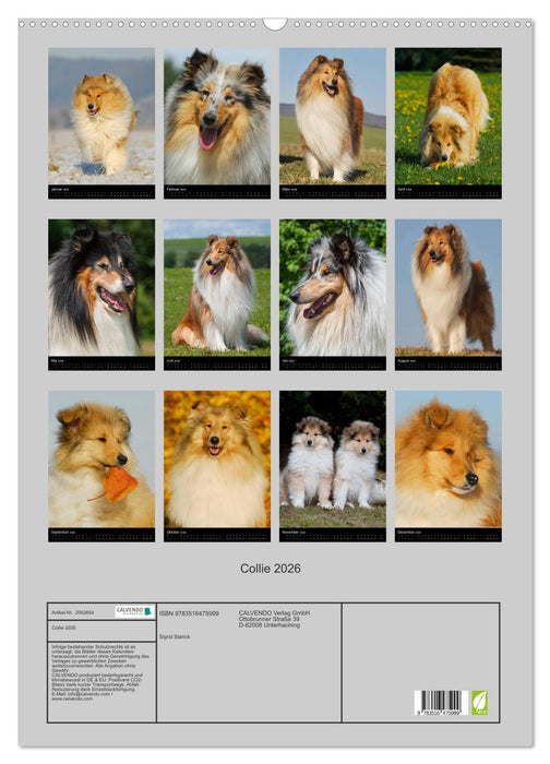 Collie 2026 (CALVENDO Wandkalender 2026)