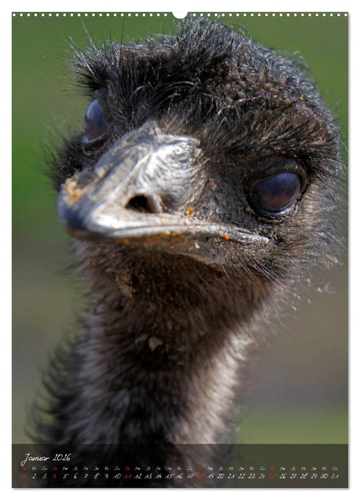 Nandu, Emu & Co. (CALVENDO Premium Wandkalender 2026)