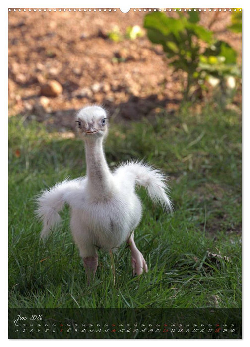 Nandu, Emu & Co. (CALVENDO Premium Wandkalender 2026)
