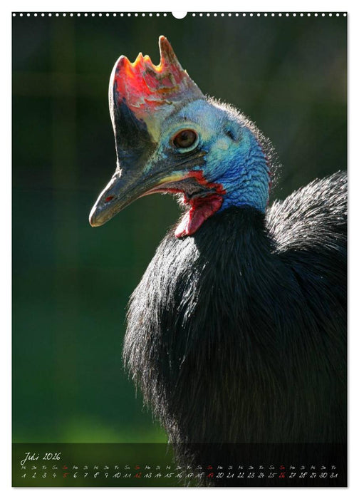 Nandu, Emu & Co. (CALVENDO Premium Wandkalender 2026)