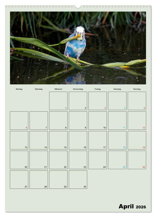Wellensittiche Terminplaner (CALVENDO Premium Wandkalender 2026)