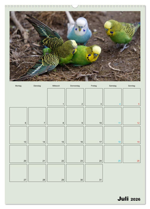 Wellensittiche Terminplaner (CALVENDO Premium Wandkalender 2026)