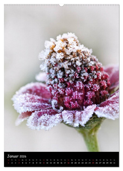 NATUR PUR Blütenträume (CALVENDO Premium Wandkalender 2026)