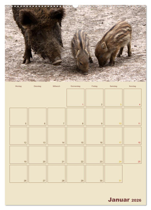 Wildschweine (CALVENDO Premium Wandkalender 2026)