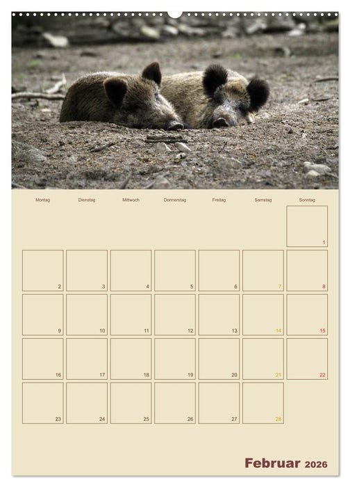 Wildschweine (CALVENDO Premium Wandkalender 2026)