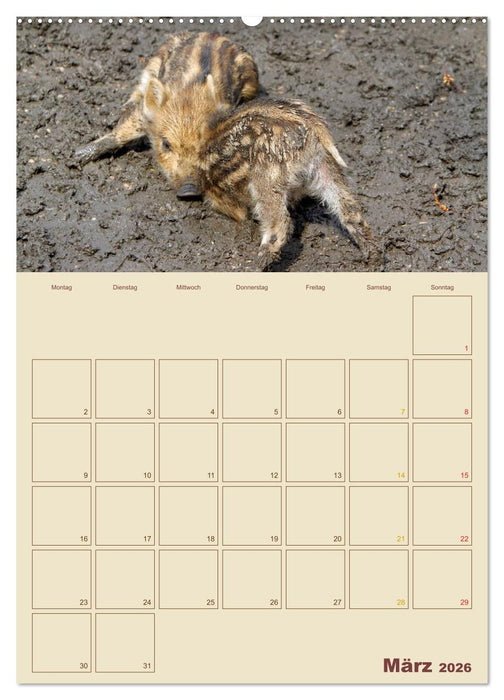 Wildschweine (CALVENDO Premium Wandkalender 2026)