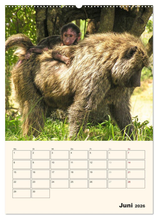 Kenia – Terminplaner (CALVENDO Premium Wandkalender 2026)