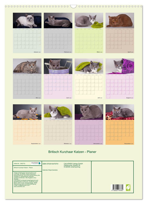 Britisch Kurzhaar Katzen - Planer (CALVENDO Wandkalender 2026)