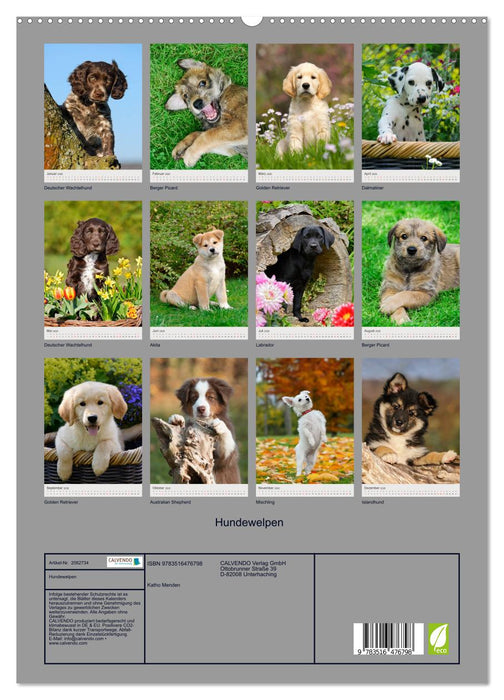 Hundewelpen (CALVENDO Premium Wandkalender 2026)