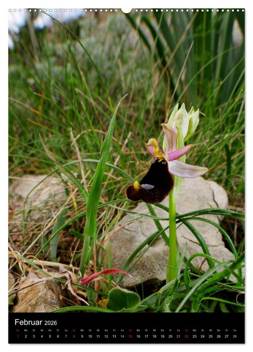 Orchideen in Südeuropa (CALVENDO Wandkalender 2026)