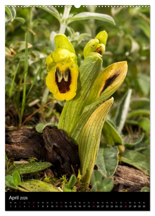 Orchideen in Südeuropa (CALVENDO Wandkalender 2026)