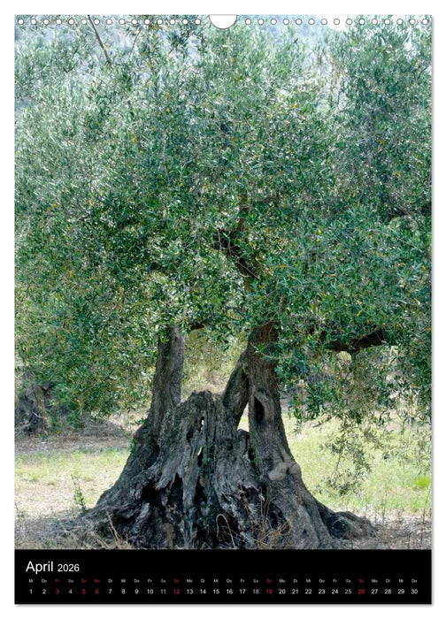 Das Mittelmeer (CALVENDO Wandkalender 2026)