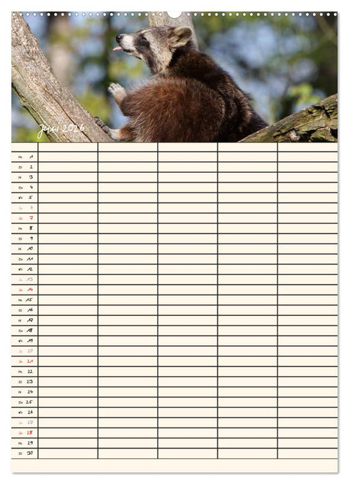 Waschbären Familienplaner (CALVENDO Premium Wandkalender 2026)