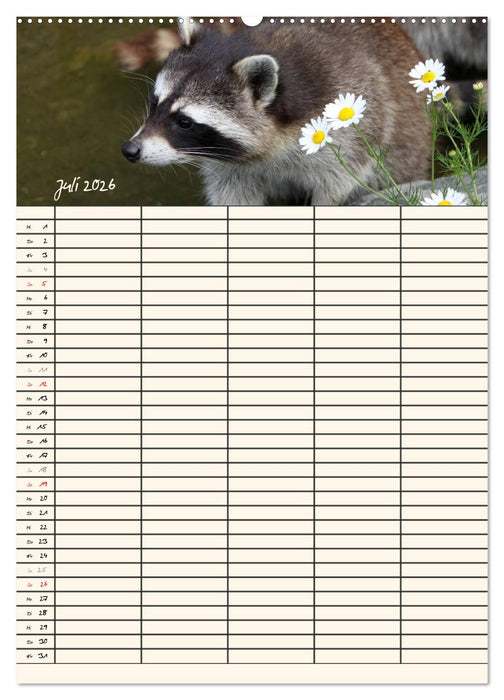 Waschbären Familienplaner (CALVENDO Premium Wandkalender 2026)