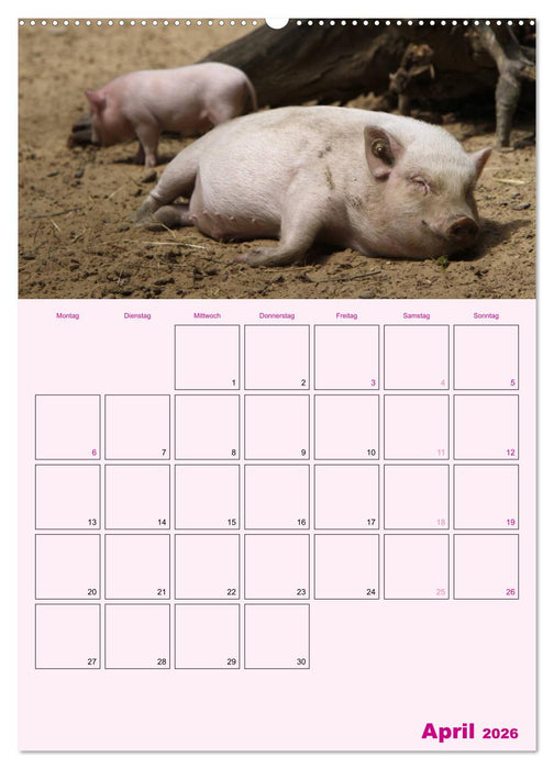 Schweinischer Terminplaner (CALVENDO Premium Wandkalender 2026)