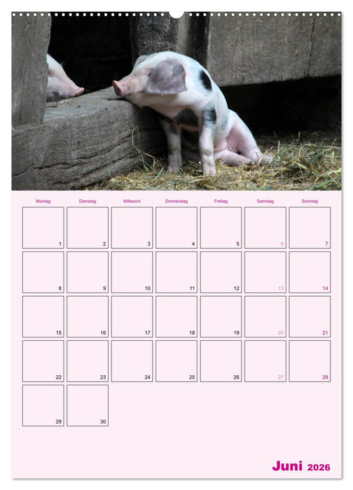 Schweinischer Terminplaner (CALVENDO Premium Wandkalender 2026)