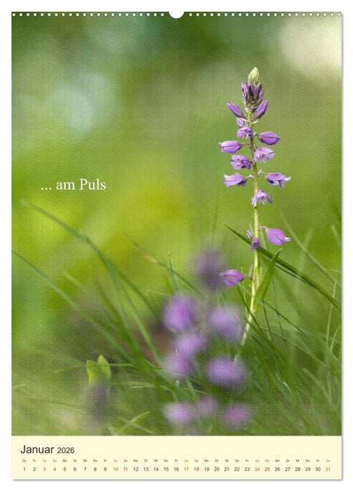 flowers (CALVENDO Wandkalender 2026)