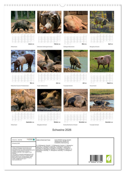 Schweine 2026 (CALVENDO Premium Wandkalender 2026)