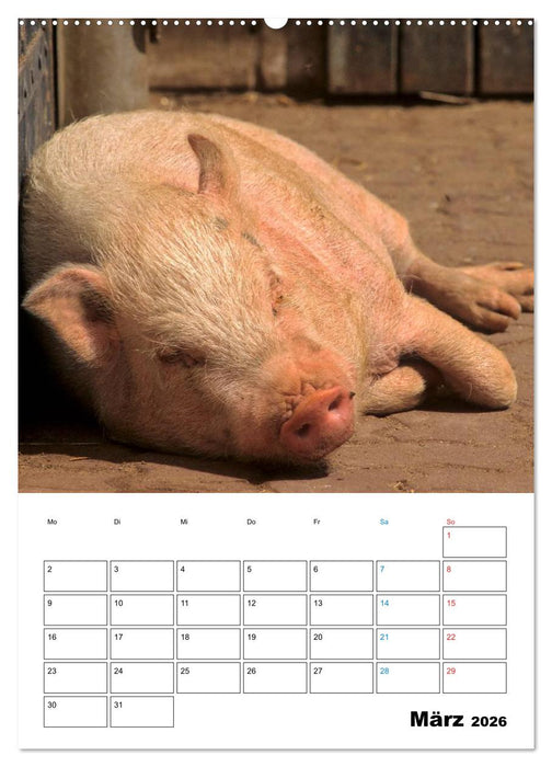 Schweine 2026 (CALVENDO Premium Wandkalender 2026)
