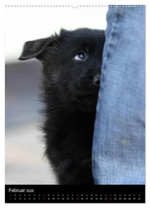 Deutscher Schäferhund (CALVENDO Premium Wandkalender 2026)