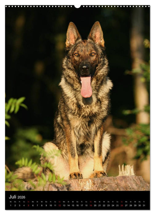 Deutscher Schäferhund (CALVENDO Premium Wandkalender 2026)