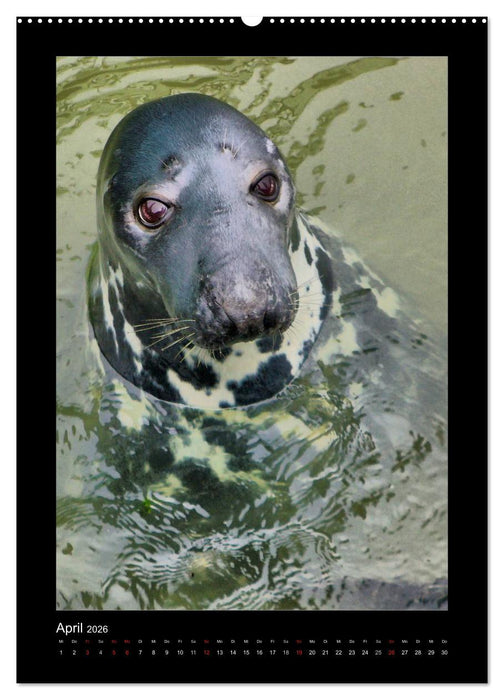 Sylt Impressionen (CALVENDO Premium Wandkalender 2026)