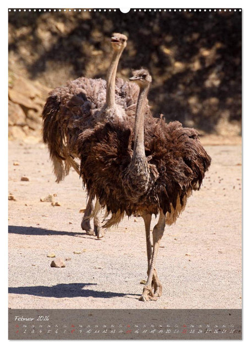Nandu, Emu & Co. (CALVENDO Wandkalender 2026)