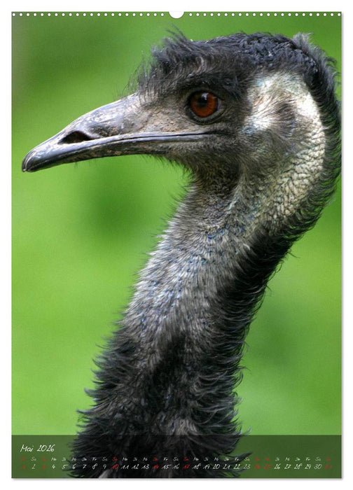 Nandu, Emu & Co. (CALVENDO Wandkalender 2026)