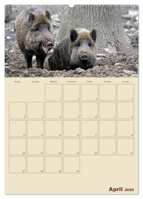 Wildschweine (CALVENDO Wandkalender 2026)